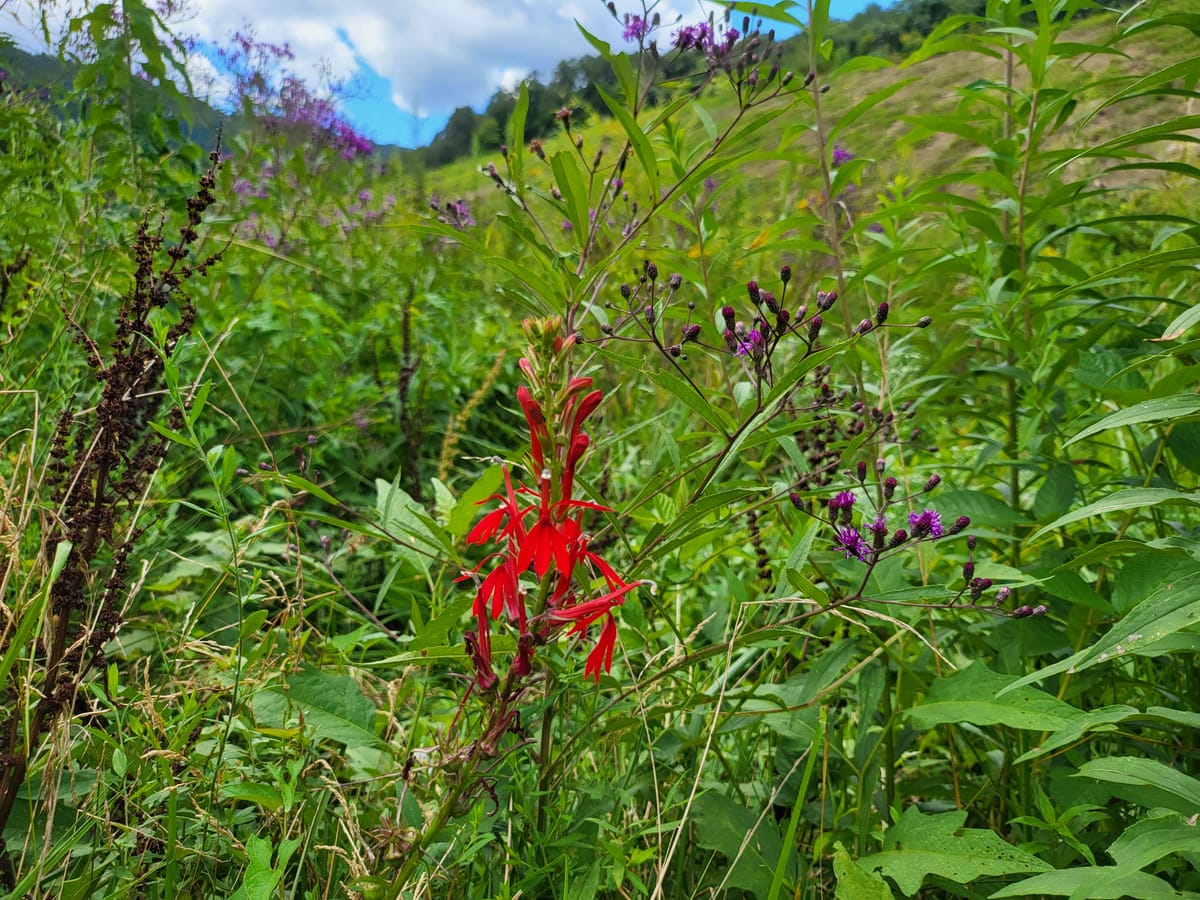 Ironweed and Cardinal Flower