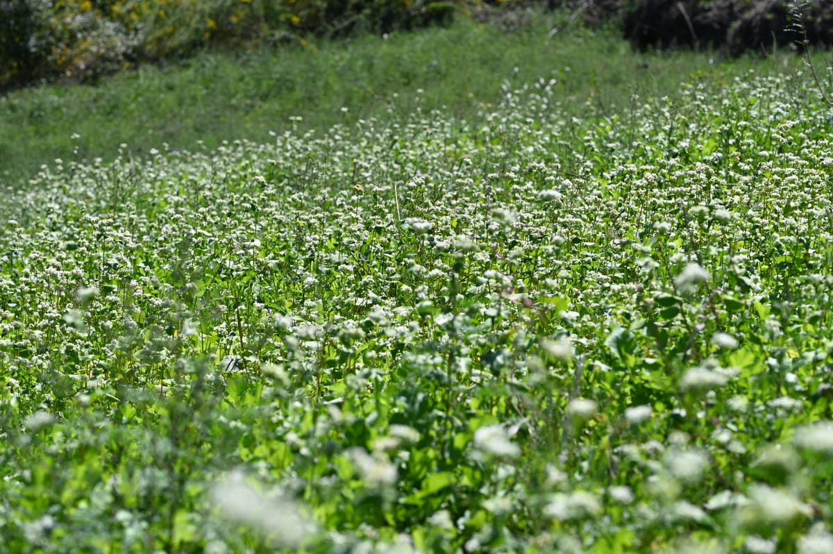 Buckwheat Blooms