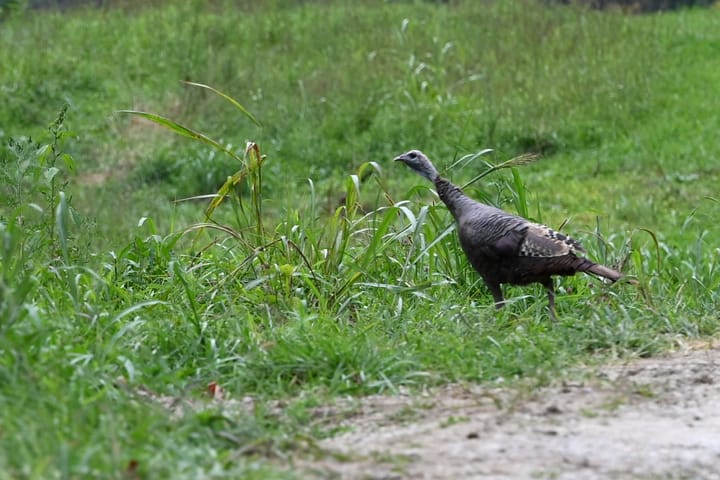We had a turkey come and visit today.